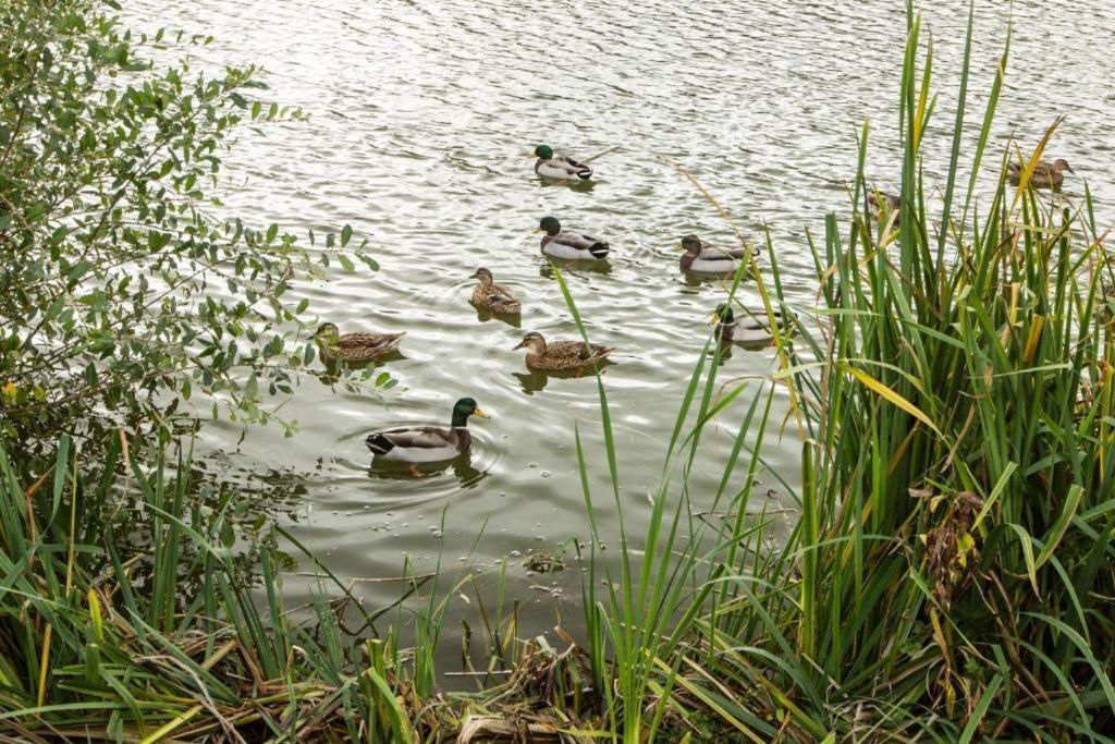 Mallard Lake South Cerney Buitenkant foto